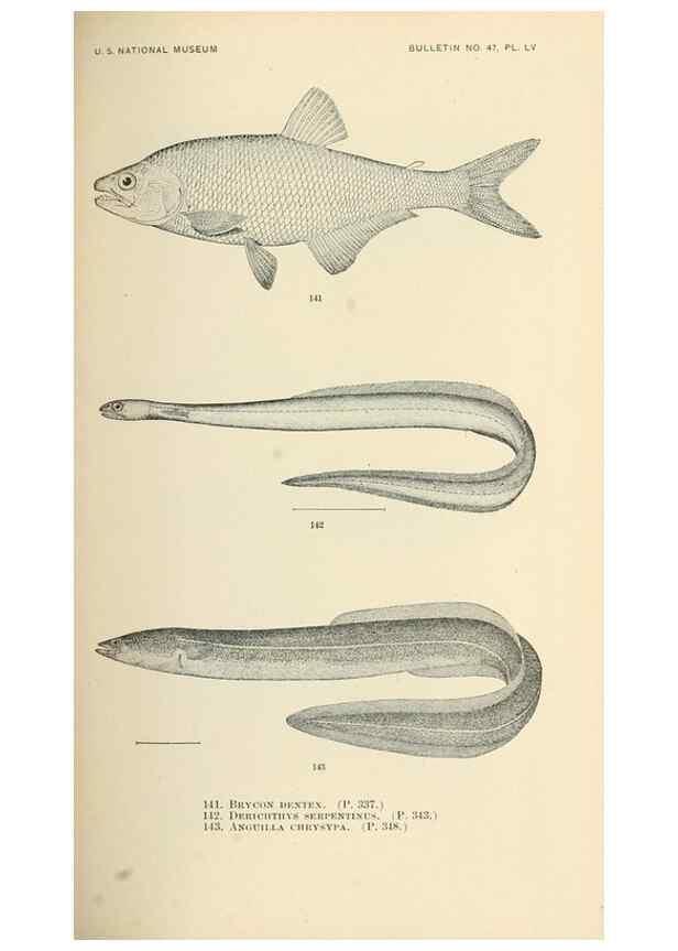 Reproducción/Reproduction 7983327894: The fishes of North and Middle America :. Washington :Smithsonian Institution, United States National Museum,1896-1900.
