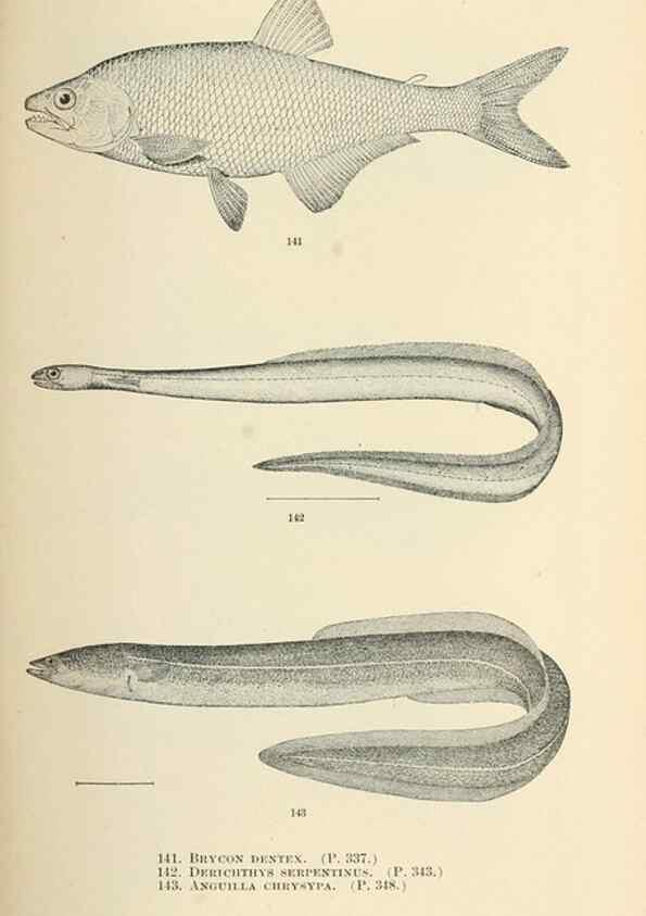 Reproducción/Reproduction 7983327894: The fishes of North and Middle America :. Washington :Smithsonian Institution, United States National Museum,1896-1900.