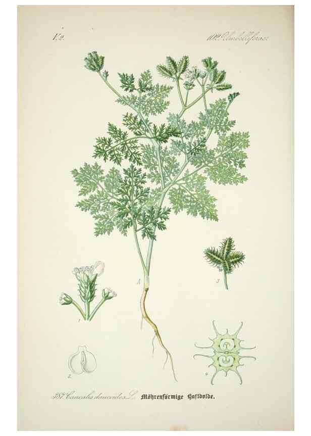 Reproducción/Reproduction 7982403193: Prof. Dr. Thomé's Flora von Deutschland, Österreich und der Schweiz, in Wort und Bild, für Schule und Haus ; mit ... Tafeln ... von Walter Müller.. Gera-Untermhaus :F.E. Köhler,1886-1934.