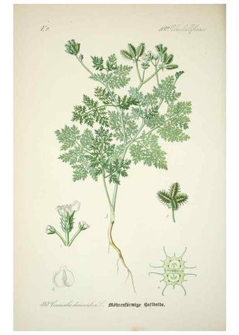 Reproducción/Reproduction 7982403193: Prof. Dr. Thomé's Flora von Deutschland, Österreich und der Schweiz, in Wort und Bild, für Schule und Haus ; mit ... Tafeln ... von Walter Müller.. Gera-Untermhaus :F.E. Köhler,1886-1934.