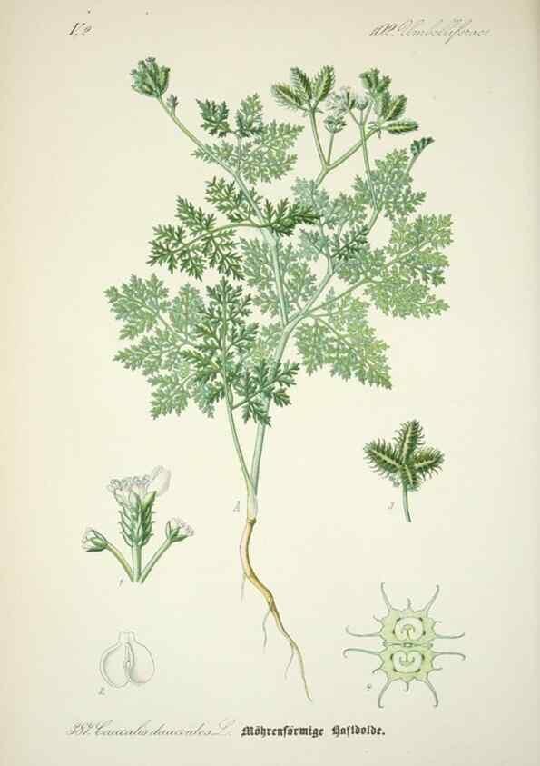 Reproducción/Reproduction 7982403193: Prof. Dr. Thomé's Flora von Deutschland, Österreich und der Schweiz, in Wort und Bild, für Schule und Haus ; mit ... Tafeln ... von Walter Müller.. Gera-Untermhaus :F.E. Köhler,1886-1934.