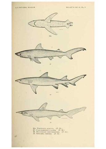 Reproducción/Reproduction 7983293716: The fishes of North and Middle America :. Washington :Smithsonian Institution, United States National Museum,1896-1900.