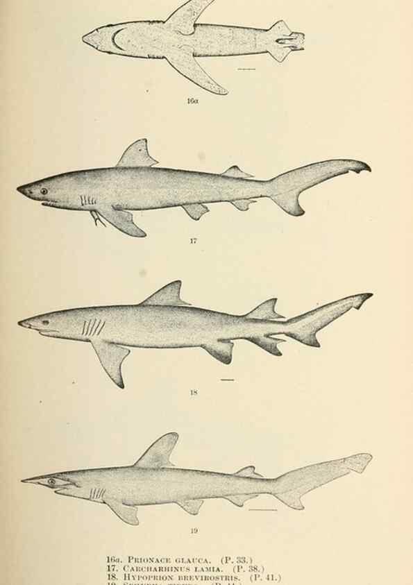 Reproducción/Reproduction 7983293716: The fishes of North and Middle America :. Washington :Smithsonian Institution, United States National Museum,1896-1900.