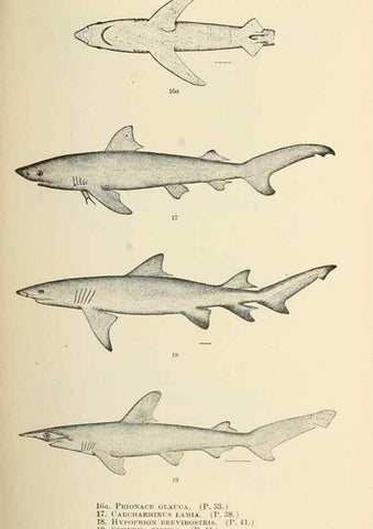 Reproducción/Reproduction 7983293716: The fishes of North and Middle America :. Washington :Smithsonian Institution, United States National Museum,1896-1900.
