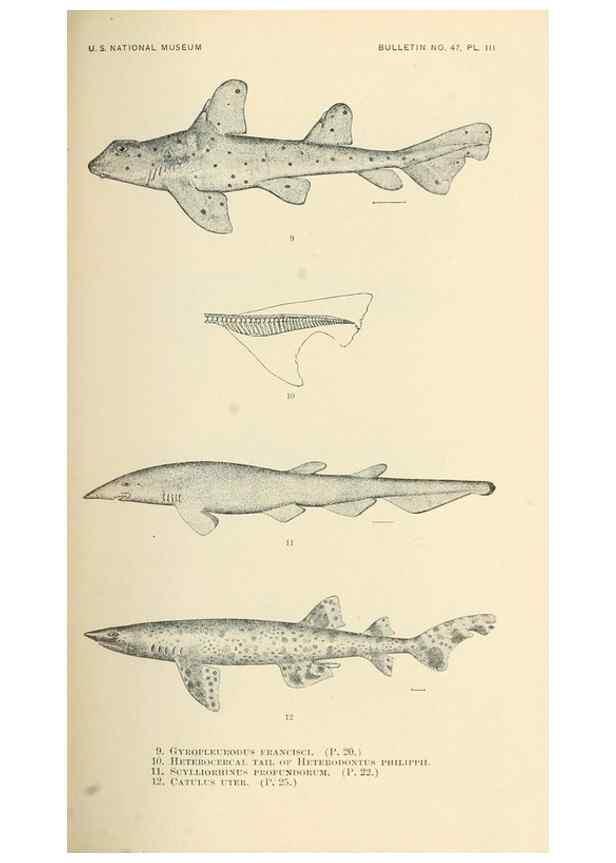 Reproducción/Reproduction 7983262626: The fishes of North and Middle America :. Washington :Smithsonian Institution, United States National Museum,1896-1900.