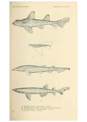 Reproducción/Reproduction 7983262626: The fishes of North and Middle America :. Washington :Smithsonian Institution, United States National Museum,1896-1900.