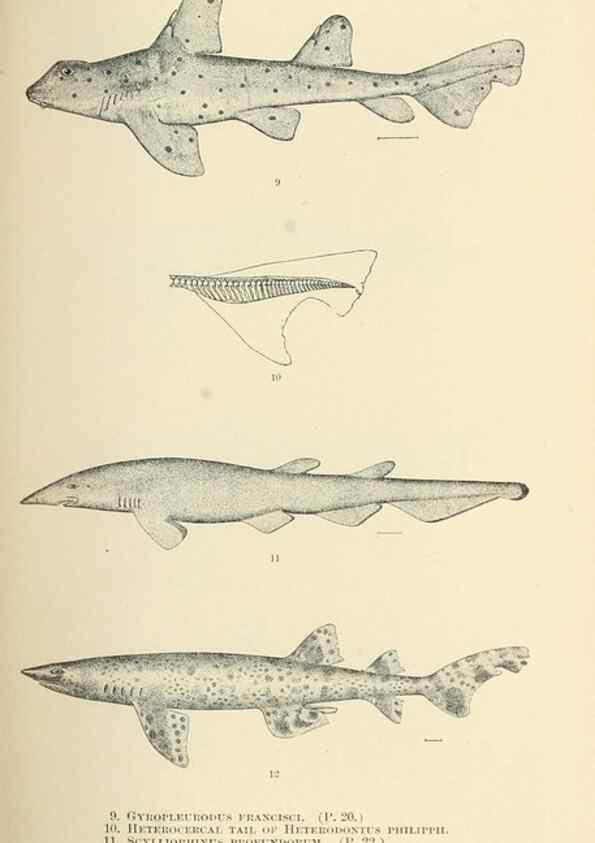 Reproducción/Reproduction 7983262626: The fishes of North and Middle America :. Washington :Smithsonian Institution, United States National Museum,1896-1900.