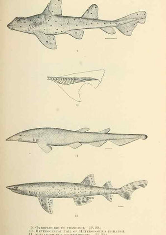 Reproducción/Reproduction 7983262626: The fishes of North and Middle America :. Washington :Smithsonian Institution, United States National Museum,1896-1900.