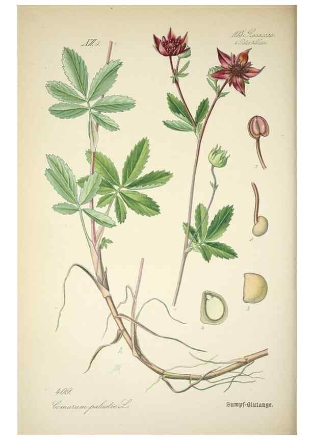 Reproducción/Reproduction 7982415640: Prof. Dr. Thomé's Flora von Deutschland, Österreich und der Schweiz, in Wort und Bild, für Schule und Haus ; mit ... Tafeln ... von Walter Müller.. Gera-Untermhaus :F.E. Köhler,1886-1934.