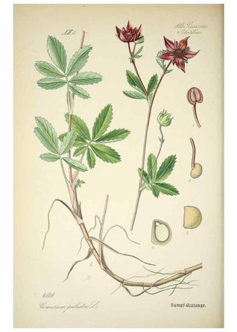 Reproducción/Reproduction 7982415640: Prof. Dr. Thomé's Flora von Deutschland, Österreich und der Schweiz, in Wort und Bild, für Schule und Haus ; mit ... Tafeln ... von Walter Müller.. Gera-Untermhaus :F.E. Köhler,1886-1934.