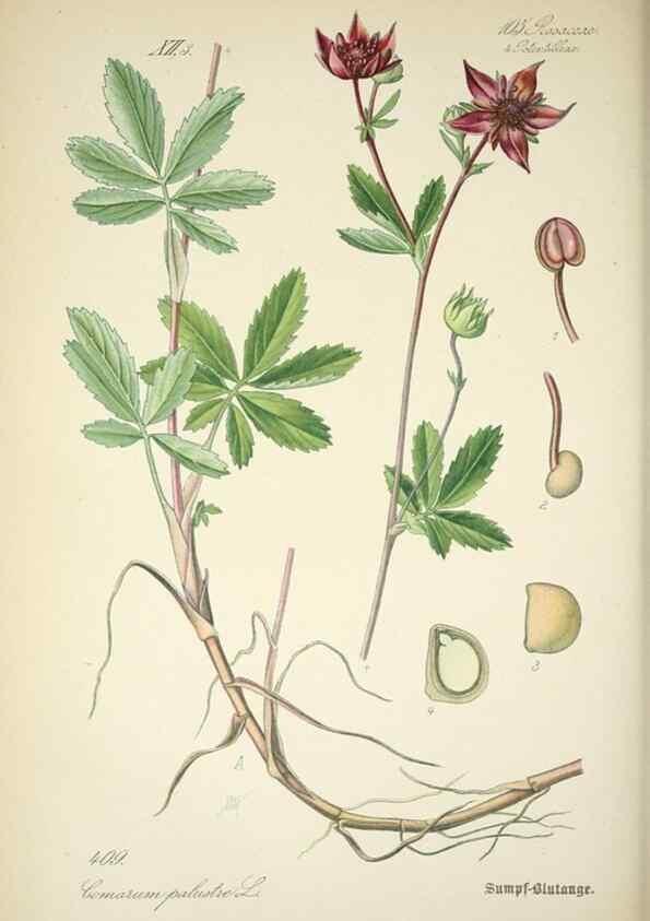 Reproducción/Reproduction 7982415640: Prof. Dr. Thomé's Flora von Deutschland, Österreich und der Schweiz, in Wort und Bild, für Schule und Haus ; mit ... Tafeln ... von Walter Müller.. Gera-Untermhaus :F.E. Köhler,1886-1934.