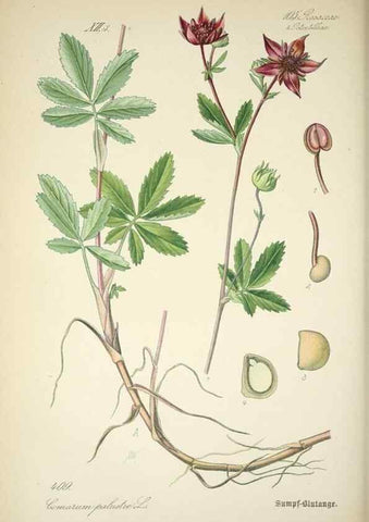 Reproducción/Reproduction 7982415640: Prof. Dr. Thomé's Flora von Deutschland, Österreich und der Schweiz, in Wort und Bild, für Schule und Haus ; mit ... Tafeln ... von Walter Müller.. Gera-Untermhaus :F.E. Köhler,1886-1934.