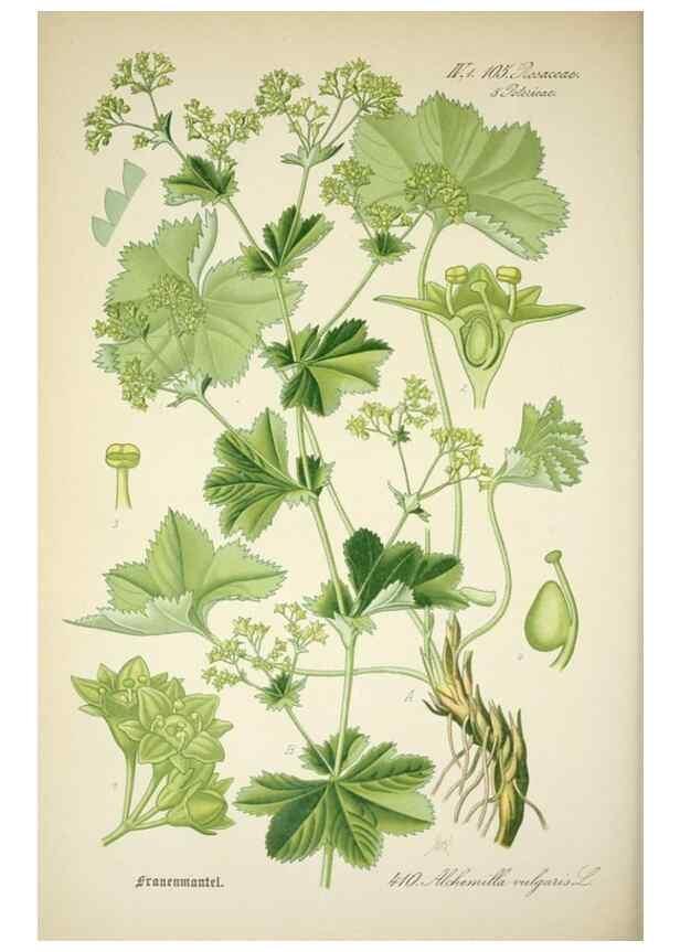 Reproducción/Reproduction 7982416088: Prof. Dr. Thomé's Flora von Deutschland, Österreich und der Schweiz, in Wort und Bild, für Schule und Haus ; mit ... Tafeln ... von Walter Müller.. Gera-Untermhaus :F.E. Köhler,1886-1934.