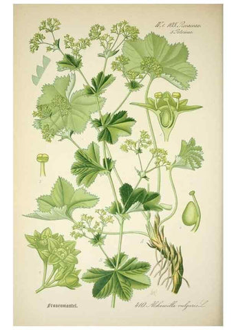 Reproducción/Reproduction 7982416088: Prof. Dr. Thomé's Flora von Deutschland, Österreich und der Schweiz, in Wort und Bild, für Schule und Haus ; mit ... Tafeln ... von Walter Müller.. Gera-Untermhaus :F.E. Köhler,1886-1934.
