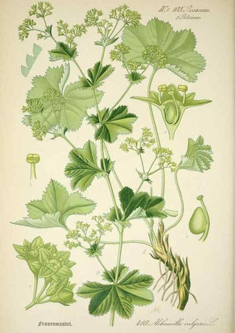 Reproducción/Reproduction 7982416088: Prof. Dr. Thomé's Flora von Deutschland, Österreich und der Schweiz, in Wort und Bild, für Schule und Haus ; mit ... Tafeln ... von Walter Müller.. Gera-Untermhaus :F.E. Köhler,1886-1934.