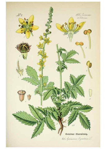 Reproducción/Reproduction 7982416538: Prof. Dr. Thomé's Flora von Deutschland, Österreich und der Schweiz, in Wort und Bild, für Schule und Haus ; mit ... Tafeln ... von Walter Müller.. Gera-Untermhaus :F.E. Köhler,1886-1934.