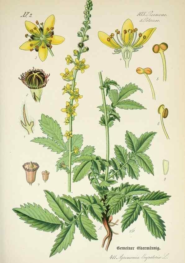 Reproducción/Reproduction 7982416538: Prof. Dr. Thomé's Flora von Deutschland, Österreich und der Schweiz, in Wort und Bild, für Schule und Haus ; mit ... Tafeln ... von Walter Müller.. Gera-Untermhaus :F.E. Köhler,1886-1934.