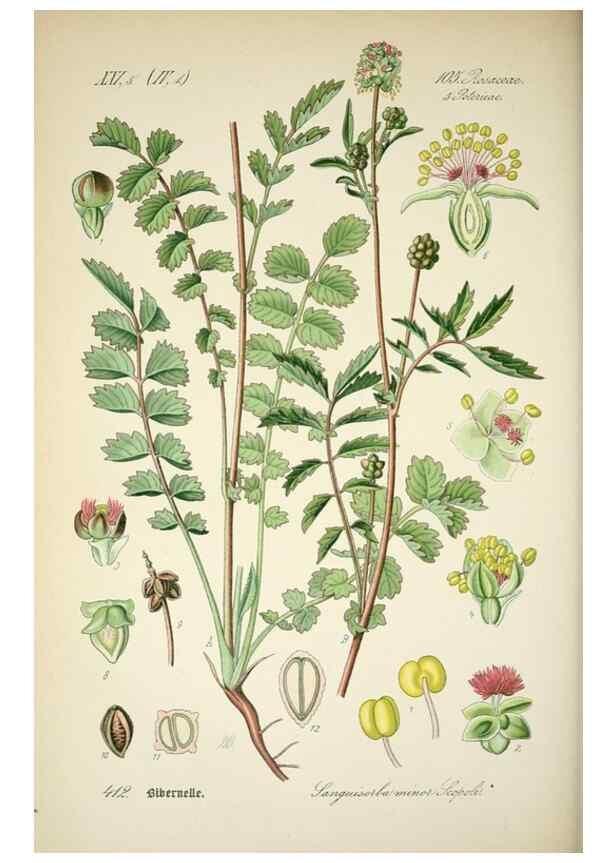 Reproducción/Reproduction 7982416974: Prof. Dr. Thomé's Flora von Deutschland, Österreich und der Schweiz, in Wort und Bild, für Schule und Haus ; mit ... Tafeln ... von Walter Müller.. Gera-Untermhaus :F.E. Köhler,1886-1934.