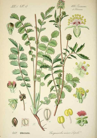Reproducción/Reproduction 7982416974: Prof. Dr. Thomé's Flora von Deutschland, Österreich und der Schweiz, in Wort und Bild, für Schule und Haus ; mit ... Tafeln ... von Walter Müller.. Gera-Untermhaus :F.E. Köhler,1886-1934.
