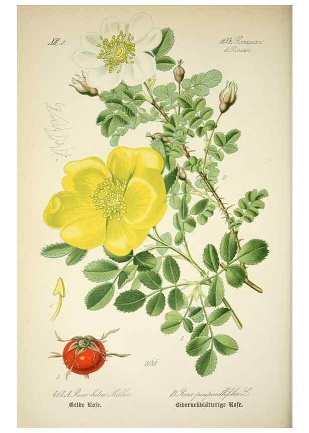 Reproducción/Reproduction 7982417442: Prof. Dr. Thomé's Flora von Deutschland, Österreich und der Schweiz, in Wort und Bild, für Schule und Haus ; mit ... Tafeln ... von Walter Müller.. Gera-Untermhaus :F.E. Köhler,1886-1934.