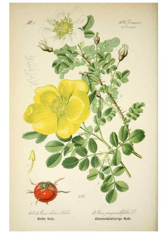 Reproducción/Reproduction 7982417442: Prof. Dr. Thomé's Flora von Deutschland, Österreich und der Schweiz, in Wort und Bild, für Schule und Haus ; mit ... Tafeln ... von Walter Müller.. Gera-Untermhaus :F.E. Köhler,1886-1934.