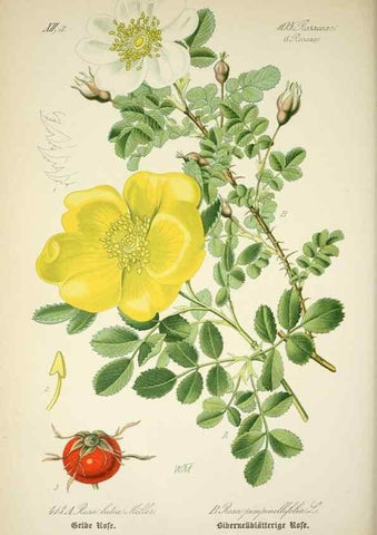 Reproducción/Reproduction 7982417442: Prof. Dr. Thomé's Flora von Deutschland, Österreich und der Schweiz, in Wort und Bild, für Schule und Haus ; mit ... Tafeln ... von Walter Müller.. Gera-Untermhaus :F.E. Köhler,1886-1934.