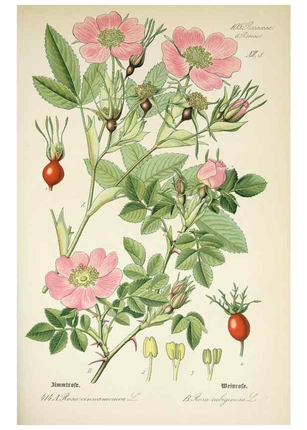 Reproducción/Reproduction 7982414831: Prof. Dr. Thomé's Flora von Deutschland, Österreich und der Schweiz, in Wort und Bild, für Schule und Haus ; mit ... Tafeln ... von Walter Müller.. Gera-Untermhaus :F.E. Köhler,1886-1934.