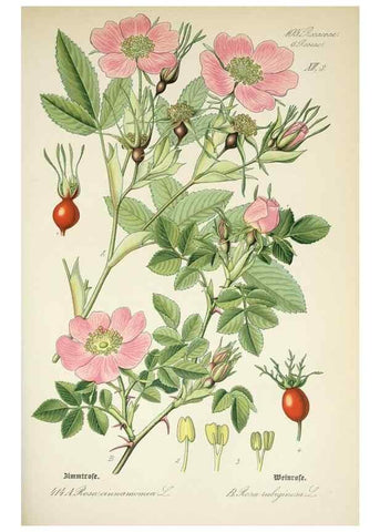 Reproducción/Reproduction 7982414831: Prof. Dr. Thomé's Flora von Deutschland, Österreich und der Schweiz, in Wort und Bild, für Schule und Haus ; mit ... Tafeln ... von Walter Müller.. Gera-Untermhaus :F.E. Köhler,1886-1934.