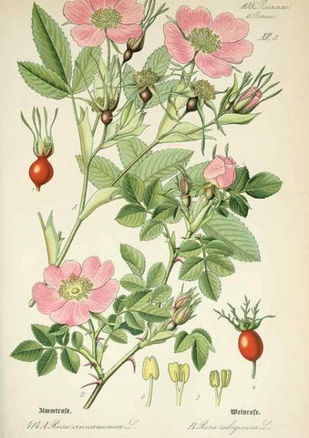 Reproducción/Reproduction 7982414831: Prof. Dr. Thomé's Flora von Deutschland, Österreich und der Schweiz, in Wort und Bild, für Schule und Haus ; mit ... Tafeln ... von Walter Müller.. Gera-Untermhaus :F.E. Köhler,1886-1934.