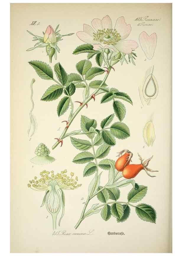 Reproducción/Reproduction 7982415233: Prof. Dr. Thomé's Flora von Deutschland, Österreich und der Schweiz, in Wort und Bild, für Schule und Haus ; mit ... Tafeln ... von Walter Müller.. Gera-Untermhaus :F.E. Köhler,1886-1934.