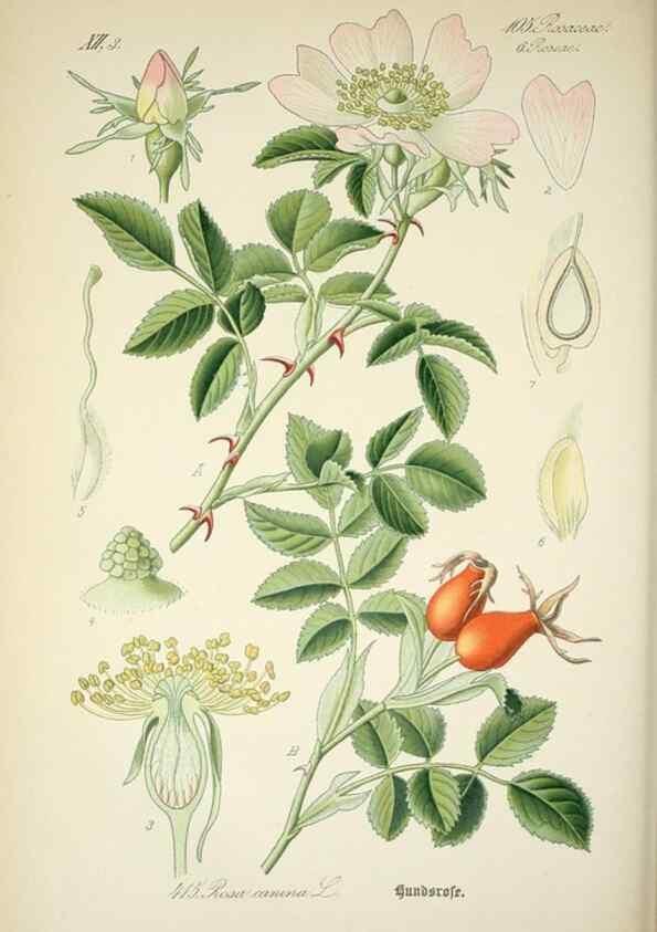 Reproducción/Reproduction 7982415233: Prof. Dr. Thomé's Flora von Deutschland, Österreich und der Schweiz, in Wort und Bild, für Schule und Haus ; mit ... Tafeln ... von Walter Müller.. Gera-Untermhaus :F.E. Köhler,1886-1934.