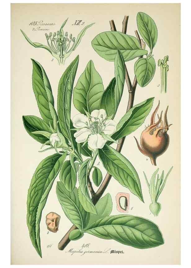 Reproducción/Reproduction 7982415659: Prof. Dr. Thomé's Flora von Deutschland, Österreich und der Schweiz, in Wort und Bild, für Schule und Haus ; mit ... Tafeln ... von Walter Müller.. Gera-Untermhaus :F.E. Köhler,1886-1934.