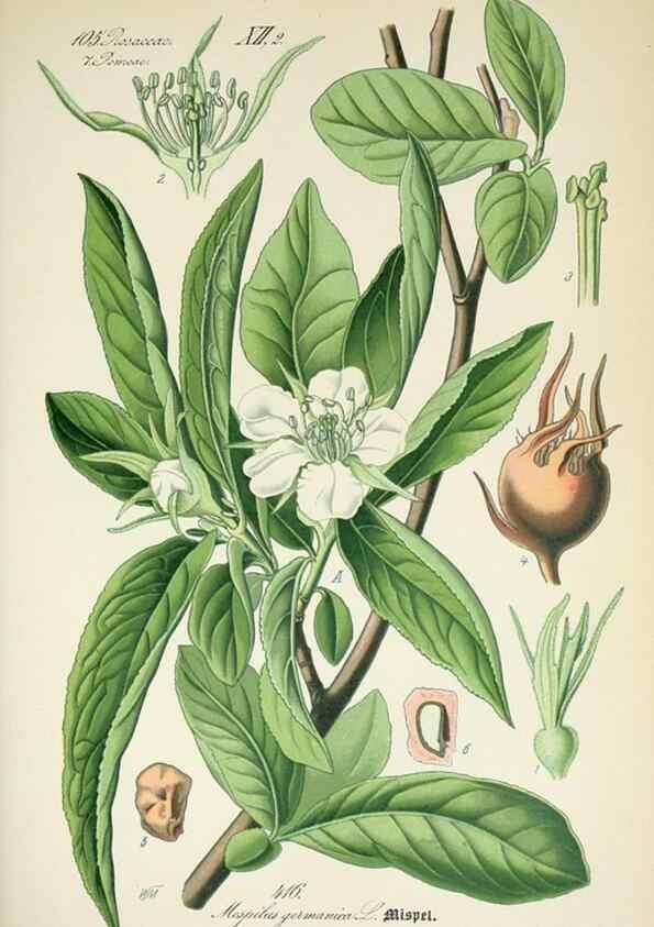 Reproducción/Reproduction 7982415659: Prof. Dr. Thomé's Flora von Deutschland, Österreich und der Schweiz, in Wort und Bild, für Schule und Haus ; mit ... Tafeln ... von Walter Müller.. Gera-Untermhaus :F.E. Köhler,1886-1934.