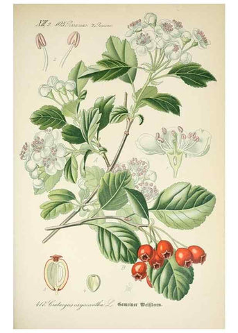 Reproducción/Reproduction 7982419324: Prof. Dr. Thomé's Flora von Deutschland, Österreich und der Schweiz, in Wort und Bild, für Schule und Haus ; mit ... Tafeln ... von Walter Müller.. Gera-Untermhaus :F.E. Köhler,1886-1934.