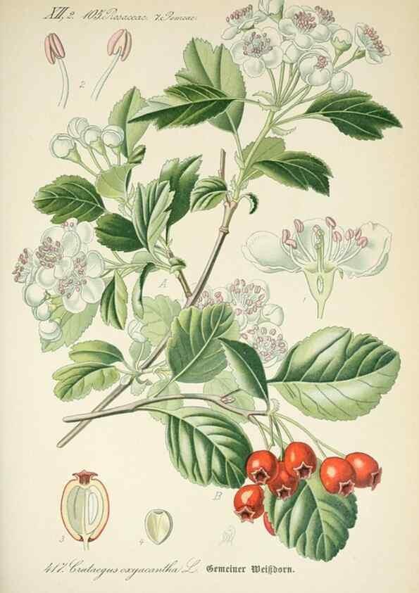 Reproducción/Reproduction 7982419324: Prof. Dr. Thomé's Flora von Deutschland, Österreich und der Schweiz, in Wort und Bild, für Schule und Haus ; mit ... Tafeln ... von Walter Müller.. Gera-Untermhaus :F.E. Köhler,1886-1934.