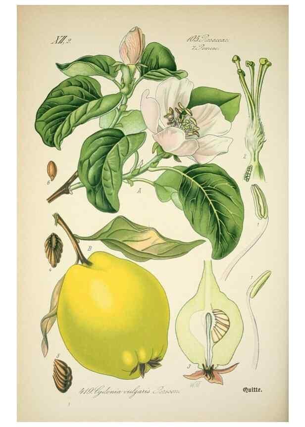 Reproducción/Reproduction 7982419710: Prof. Dr. Thomé's Flora von Deutschland, Österreich und der Schweiz, in Wort und Bild, für Schule und Haus ; mit ... Tafeln ... von Walter Müller.. Gera-Untermhaus :F.E. Köhler,1886-1934.