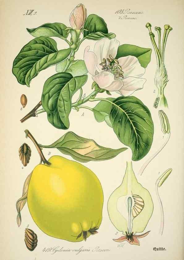 Reproducción/Reproduction 7982419710: Prof. Dr. Thomé's Flora von Deutschland, Österreich und der Schweiz, in Wort und Bild, für Schule und Haus ; mit ... Tafeln ... von Walter Müller.. Gera-Untermhaus :F.E. Köhler,1886-1934.