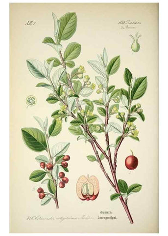 Reproducción/Reproduction 7982416995: Prof. Dr. Thomé's Flora von Deutschland, Österreich und der Schweiz, in Wort und Bild, für Schule und Haus ; mit ... Tafeln ... von Walter Müller.. Gera-Untermhaus :F.E. Köhler,1886-1934.