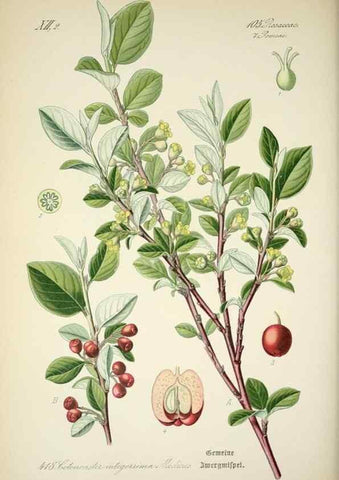 Reproducción/Reproduction 7982416995: Prof. Dr. Thomé's Flora von Deutschland, Österreich und der Schweiz, in Wort und Bild, für Schule und Haus ; mit ... Tafeln ... von Walter Müller.. Gera-Untermhaus :F.E. Köhler,1886-1934.