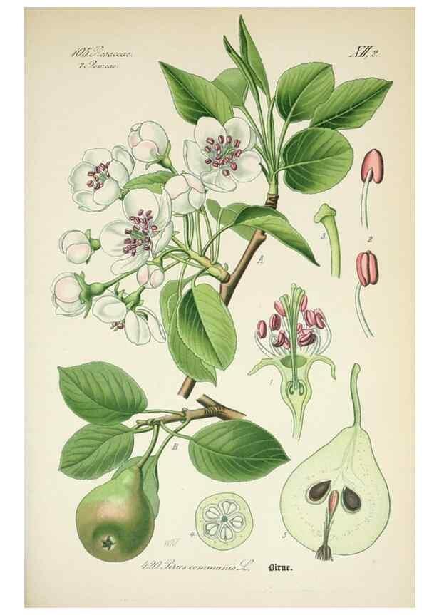 Reproducción/Reproduction 7982420574: Prof. Dr. Thomé's Flora von Deutschland, Österreich und der Schweiz, in Wort und Bild, für Schule und Haus ; mit ... Tafeln ... von Walter Müller.. Gera-Untermhaus :F.E. Köhler,1886-1934.