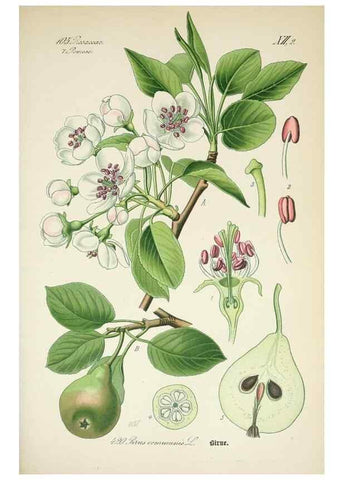 Reproducción/Reproduction 7982420574: Prof. Dr. Thomé's Flora von Deutschland, Österreich und der Schweiz, in Wort und Bild, für Schule und Haus ; mit ... Tafeln ... von Walter Müller.. Gera-Untermhaus :F.E. Köhler,1886-1934.