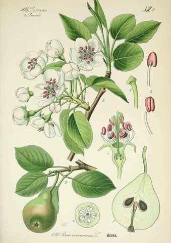 Reproducción/Reproduction 7982420574: Prof. Dr. Thomé's Flora von Deutschland, Österreich und der Schweiz, in Wort und Bild, für Schule und Haus ; mit ... Tafeln ... von Walter Müller.. Gera-Untermhaus :F.E. Köhler,1886-1934.