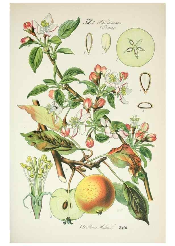 Reproducción/Reproduction 7982417931: Prof. Dr. Thomé's Flora von Deutschland, Österreich und der Schweiz, in Wort und Bild, für Schule und Haus ; mit ... Tafeln ... von Walter Müller.. Gera-Untermhaus :F.E. Köhler,1886-1934.