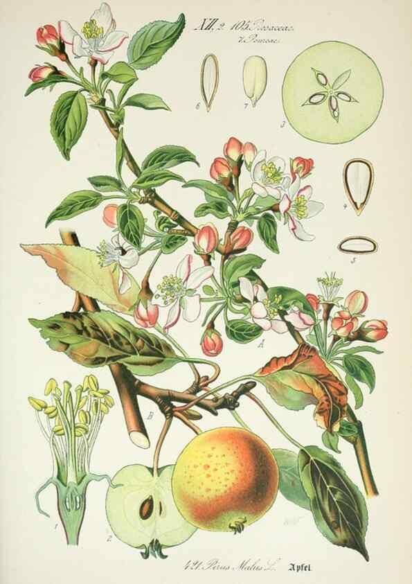 Reproducción/Reproduction 7982417931: Prof. Dr. Thomé's Flora von Deutschland, Österreich und der Schweiz, in Wort und Bild, für Schule und Haus ; mit ... Tafeln ... von Walter Müller.. Gera-Untermhaus :F.E. Köhler,1886-1934.