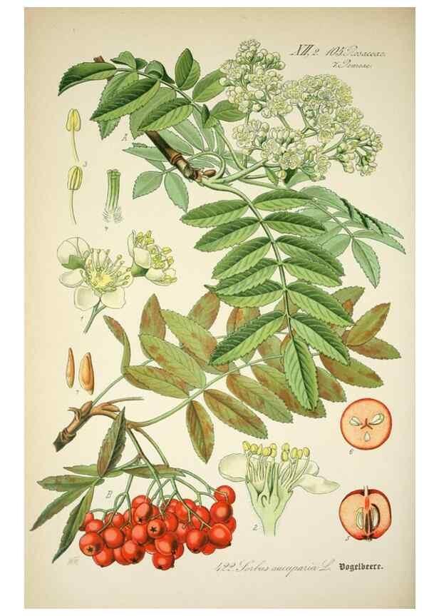 Reproducción/Reproduction 7982421494: Prof. Dr. Thomé's Flora von Deutschland, Österreich und der Schweiz, in Wort und Bild, für Schule und Haus ; mit ... Tafeln ... von Walter Müller.. Gera-Untermhaus :F.E. Köhler,1886-1934.