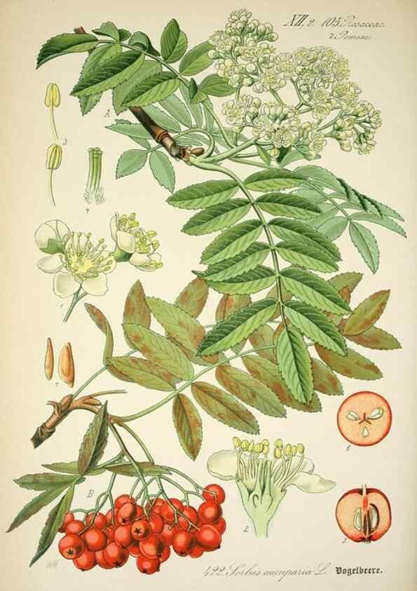 Reproducción/Reproduction 7982421494: Prof. Dr. Thomé's Flora von Deutschland, Österreich und der Schweiz, in Wort und Bild, für Schule und Haus ; mit ... Tafeln ... von Walter Müller.. Gera-Untermhaus :F.E. Köhler,1886-1934.