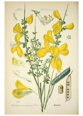 Reproducción/Reproduction 7982421916: Prof. Dr. Thomé's Flora von Deutschland, Österreich und der Schweiz, in Wort und Bild, für Schule und Haus ; mit ... Tafeln ... von Walter Müller.. Gera-Untermhaus :F.E. Köhler,1886-1934.