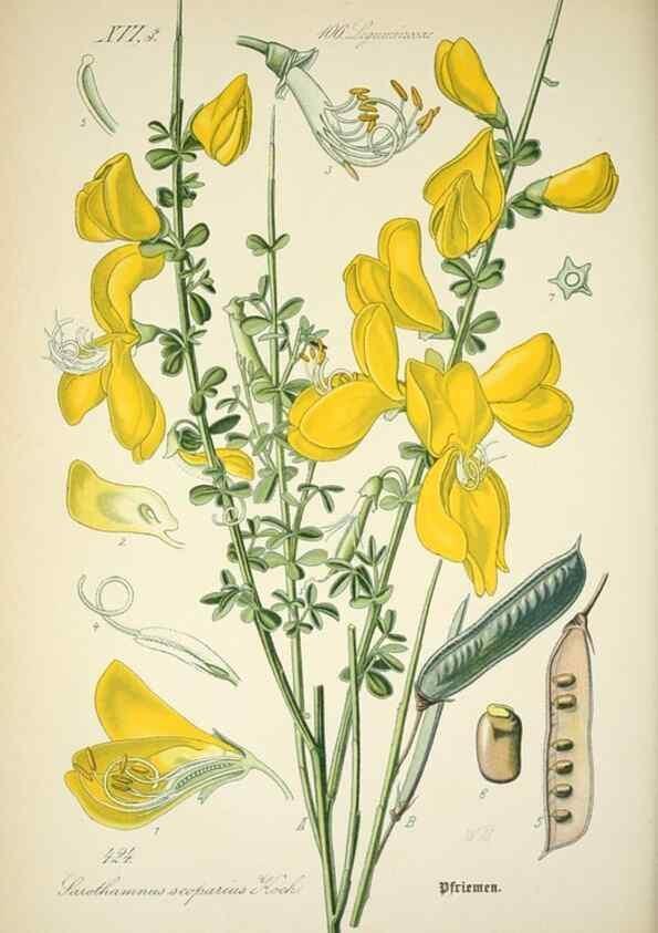 Reproducción/Reproduction 7982421916: Prof. Dr. Thomé's Flora von Deutschland, Österreich und der Schweiz, in Wort und Bild, für Schule und Haus ; mit ... Tafeln ... von Walter Müller.. Gera-Untermhaus :F.E. Köhler,1886-1934.