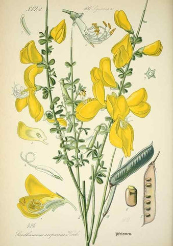 Reproducción/Reproduction 7982421916: Prof. Dr. Thomé's Flora von Deutschland, Österreich und der Schweiz, in Wort und Bild, für Schule und Haus ; mit ... Tafeln ... von Walter Müller.. Gera-Untermhaus :F.E. Köhler,1886-1934.