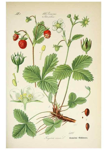 Reproducción/Reproduction 7982415230: Prof. Dr. Thomé's Flora von Deutschland, Österreich und der Schweiz, in Wort und Bild, für Schule und Haus ; mit ... Tafeln ... von Walter Müller.. Gera-Untermhaus :F.E. Köhler,1886-1934.
